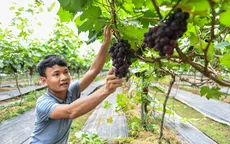 Học Bác tinh thần vượt khó, chàng trai thử nghiệm thành công trồng nho đen không hạt