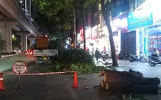 Hà Nội cắt dọn cây đổ trong đêm