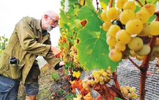 Nông dân Pháp đốt lửa sưởi ấm vườn nho