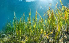 Nhật Bản trồng cỏ biển để thu giữ khí CO2