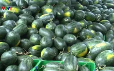 Dưa hấu xuất khẩu sang Trung Quốc phải có nguồn gốc xuất xứ