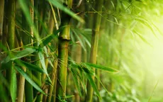 Tiềm năng lớn của ngành tre Việt Nam