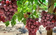 Vụ sản xuất rượu vang tồi tệ nhất trong 62 năm do thời tiết và biến đổi khí hậu cực đoan
