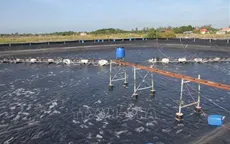 Nhiều thách thức cho ngành tôm