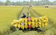 Nông dân mừng vì lúa vụ đông xuân được mùa, được giá