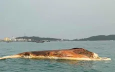 Xác cá voi nặng khoảng 10 tấn trôi vào vùng biển huyện Cô Tô