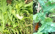 Phát hiện người đàn ông trồng cây thuốc phiện để làm rau ăn