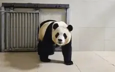 “Công chúa gấu trúc” Fubao lần đầu xuất hiện sau khi được 6.000 người Hàn tiễn về quê