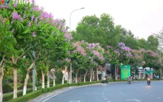 Đắm mình dưới hàng bằng lăng tím ở Vĩnh Long