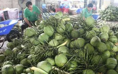 Giá dừa Bến Tre tăng gấp 3 lần