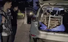 Triệt phá đường dây mua bán động vật quý hiếm, thu giữ cá thể hổ nặng 2,5 tạ