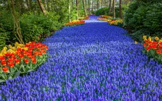 Keukenhof - vườn xuân đẹp nhất thế giới