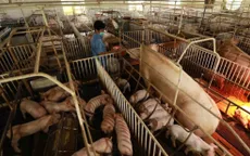 Giá lợn hơi tăng mạnh