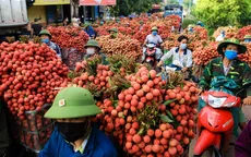 Quảng Ninh tổ chức livestream bán vải chín sớm