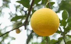 Làm giàu từ cây có múi