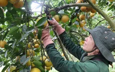 Liên kết xuất khẩu nông sản chủ lực giúp nông dân tiêu thụ sản phẩm