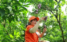 Mộc Châu: Sôi nổi Ngày hội hái quả Mận hậu năm 2024