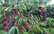 Giá nhiều loại nông sản xuất khẩu tăng cao