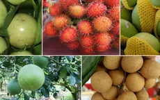 Các nước châu Á tăng nhập trái cây từ Việt Nam