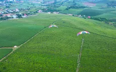 Bay trên thảo nguyên xanh