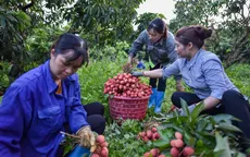 Bắc Giang xúc tiến tiêu thụ vải thiều