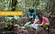Tái thả tê tê và rùa về ngôi nhà tự nhiên – nỗ lực của những người làm bảo tồn tại VQG Cát Tiên