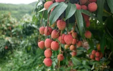 Giá vải đầu mùa cao chót vót