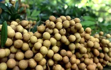 Nhãn Sơn La chín sớm