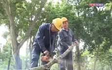 Bảo đảm an toàn cây xanh trước mùa mưa tại TP Hồ Chí Minh
