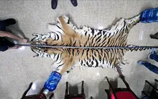 Khởi tố đối tượng mua bán động vật hoang dã quý hiếm
