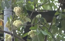 Hoa sữa nở giữa mùa hè