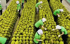 Rủi ro do tăng nóng diện tích sầu riêng