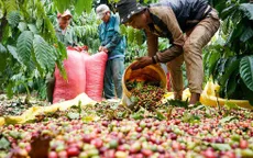 Sản lượng cà phê Việt Nam có thể thấp nhất 13 năm