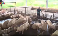 Giá lợn hơi tăng cao nhất trong hai năm qua