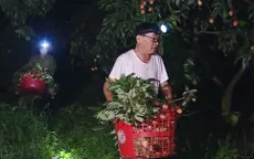 Giữa đêm thu hoạch vải chín sớm