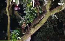Nông dân chong đèn thâu đêm thu hoạch vải thiều