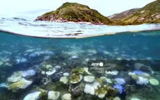 Australia tài trợ 11,5 triệu USD cho các dự án bảo vệ rạn san hô Great Barrier