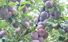 Mận Sơn La "cháy hàng", giá cao