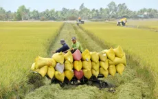 Xuất khẩu gạo tăng trưởng tích cực