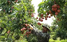 Giảm hao hụt sau thu hoạch, tăng giá trị quả vải