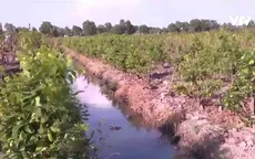 Vùng trồng mai tìm giải pháp đối phó hạn mặn