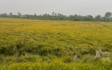 Mưa lớn kèm lốc xoáy khiến 10 nhà dân bị tốc mái, gần 400ha lúa đổ rạp