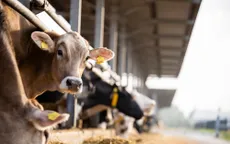 Lo ngại về virus H5N1 ở gia súc tại Mỹ