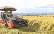 Tín hiệu vui từ liên kết tiêu thụ lúa gạo