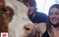 Cúm gia cầm đe dọa thú vui ôm bò ở Mỹ