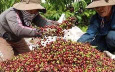 Giá cà phê “rơi” mạnh