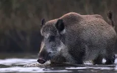 Cảnh báo “siêu lợn” Canada xâm lấn miền Bắc nước Mỹ