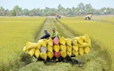 Tín hiệu khả quan từ mô hình lúa giảm phát thải