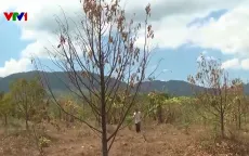 “Khát nước” tưới, nhiều vườn sầu riêng ở Bình Thuận khô héo