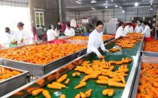 Chế biến sâu tăng giá trị rau quả xuất khẩu